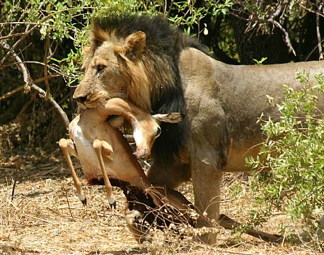Ruaha N.P tanzania sydafrika africa tours