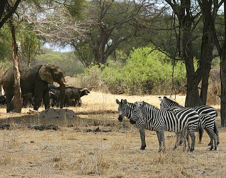 Ruaha N.P tanzania sydafrika africa tours