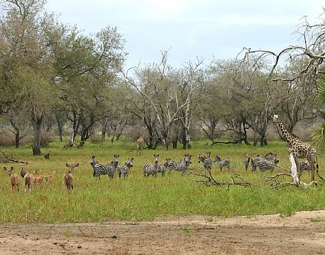 Nyerere vildreservat tanzania africa tours