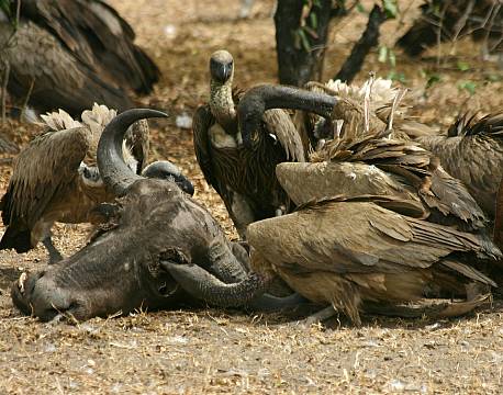 Nyerere vildreservat tanzania africa tours