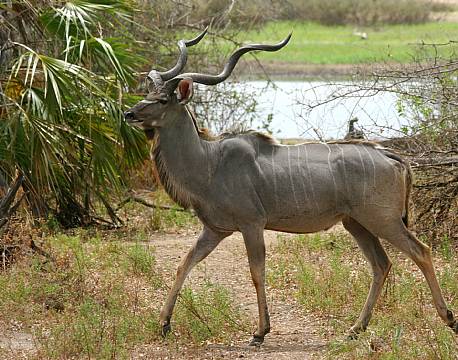 Nyerere vildreservat tanzania africa tours