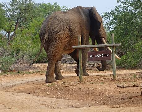 Ku Sungula Balule sydafrika africa tours