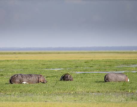 Amboseli kenya africa tours