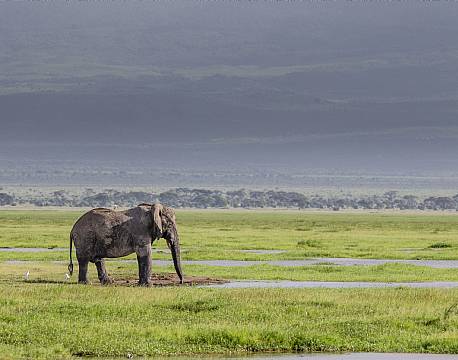 Amboseli kenya africa tours