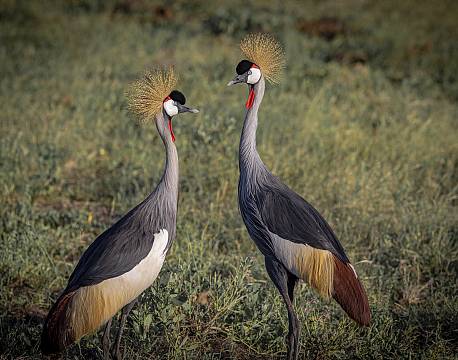 Amboseli kenya africa tours