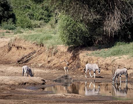 Samburu kenya africa tours