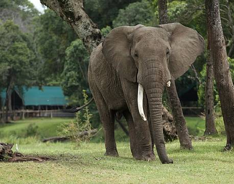 Little Governors kenya 1 africa tours