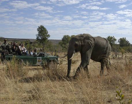Elefant vandrer i Hwange nationalpark, Zimbabwe africa tours