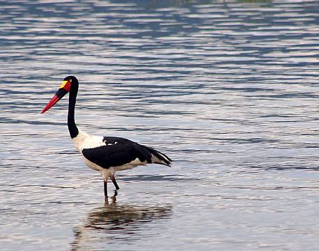 Entebbe Uganda africa tours