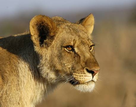 Løvinde i Hwange, Zimbabwe africa tours