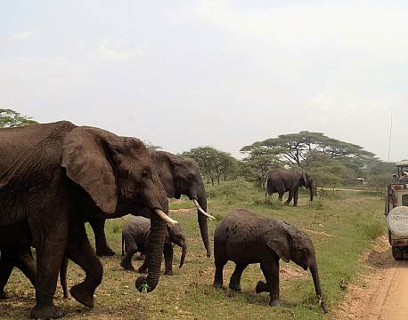 Serengeti Tanzania africa tours
