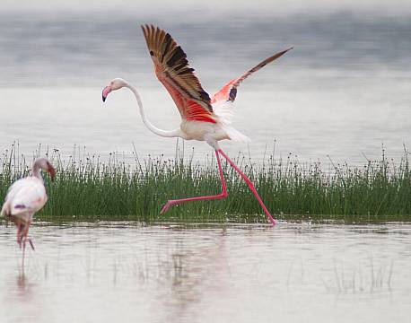 Lake Elementaita kenya africa tours