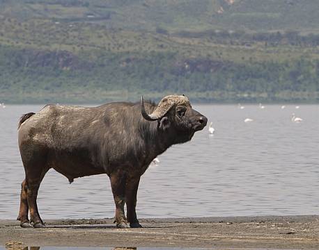 Lake Elementaita kenya africa tours