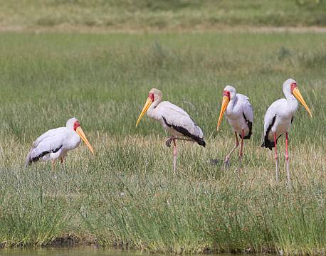 Lake Elementaita kenya africa tours
