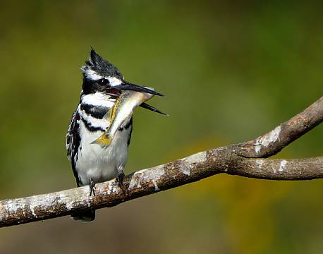 Lake Elementaita kenya africa tours