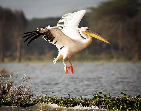 Lake Elementaita kenya africa tours