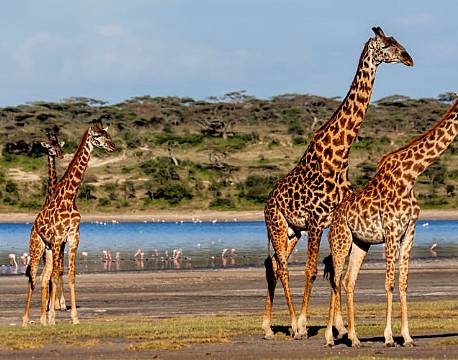 Ndutu National Park tanzania africa tours