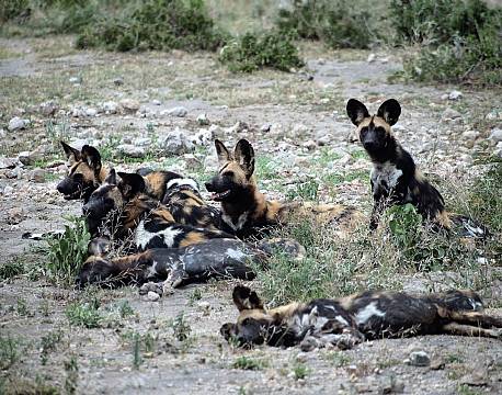 Ndutu National Park tanzania africa tours