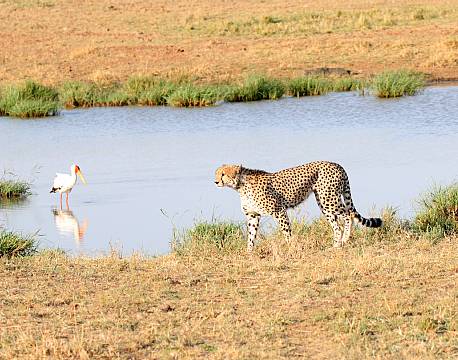 Ndutu National Park tanzania africa tours