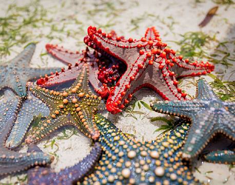 Diamonds Mapenzi Beach zanzibar 12 africa tours