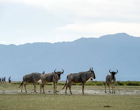 Maramboi Tented Lodge tanzania 6 africa tours
