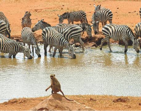 Kilaguni Serena Lodge, Kenya 2 africa tours