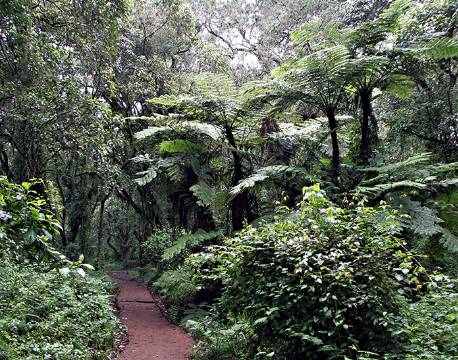 Sti på machame ruten op af kilimanjaro, Tanzania africa tours