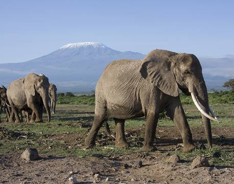 Amboseli kenya africa tours