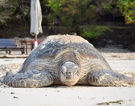 The Sands at Chale Island kenyakysten africa tours