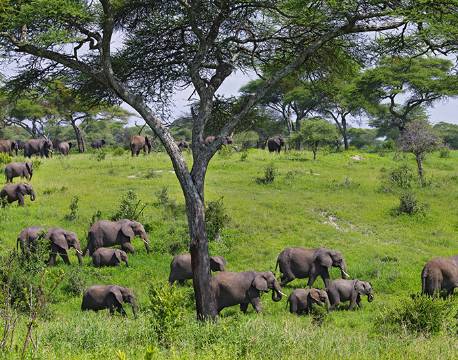 Stor flok elefanter i Tarangire nationalpark, Tanzania africa tours