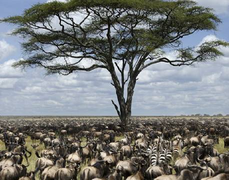 Serengeti Tanzania africa tours