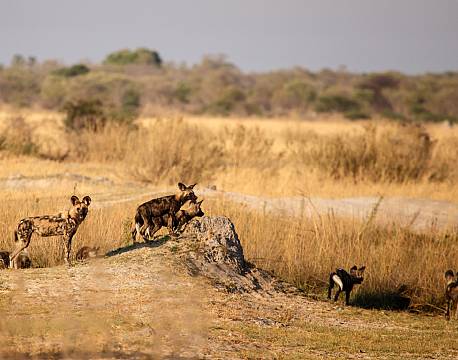 Moremi/Khwai botswana africa tours