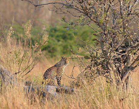 Moremi/Khwai botswana africa tours