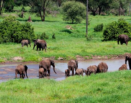 Serengeti Tanzania africa tours