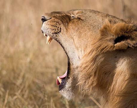 Lake Nakuru kenya africa tours