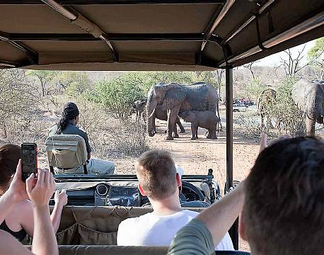 Balule Nature Reserve sydafrika africa tours