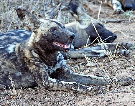Balule Nature Reserve sydafrika africa tours