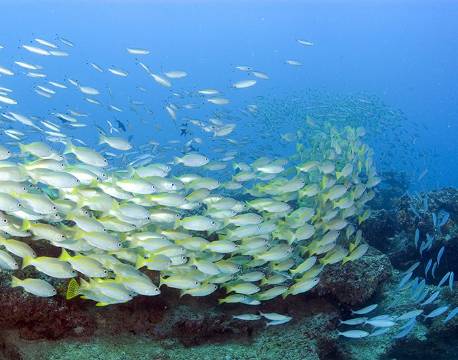 Mombasa Kenya indiske ocean africa tours