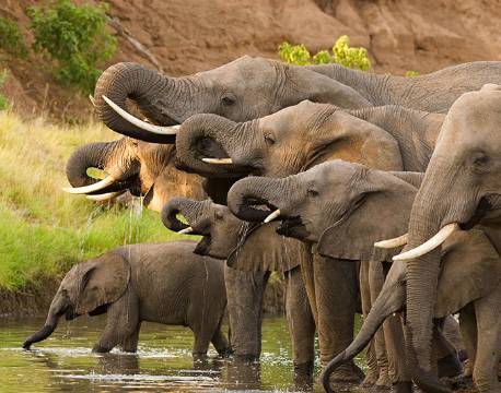 Elefanter drikker botswana africa tours