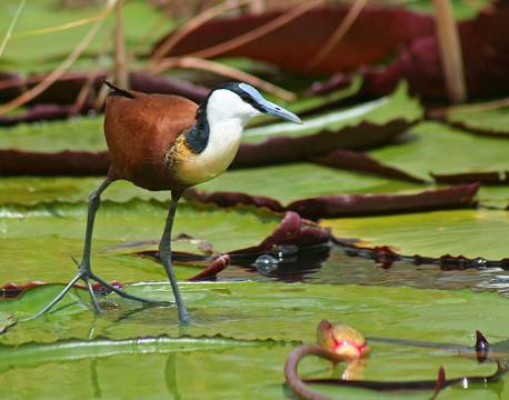 Jacana fugl ved Chobe, Botswana africa tours