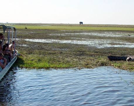 Gæster studerer krokodille ved Chobe botswana africa tours