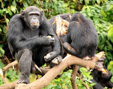 Kibale Uganda africa tours