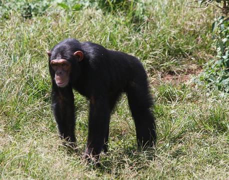 Chimpanse i Kibale skoven, Uganda africa tours