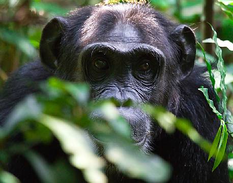 Chimpanse ligger på lur i Kibale skoven, Uganda africa tours