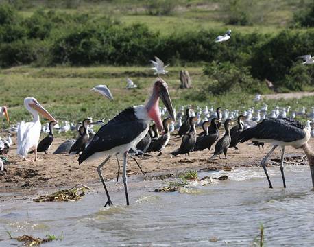 Fugle ved vandhul i Queen Elizabeth Nationalpark, Uganda africa tours