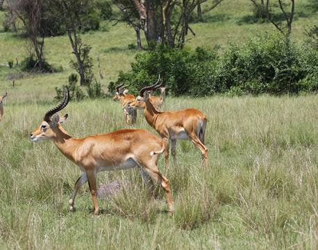 Antiloper i Queen Elizabeth Nationalpark uganda africa tours
