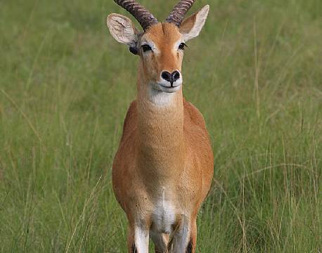 Gazelle i Queen Elizabeth Nationalpark africa tours