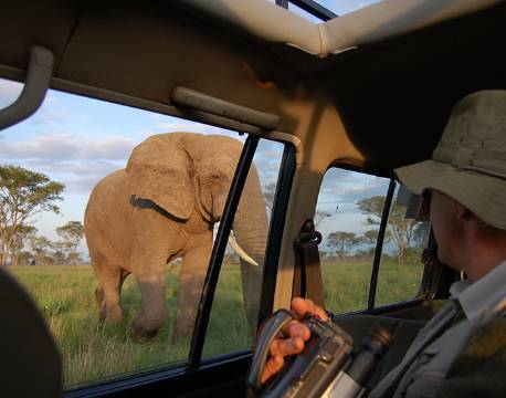 Elefant på nært hold i Queen Elizabeth Nationalpark uganda africa tours