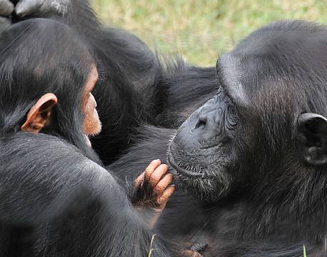 Sweetwaters kenya africa tours