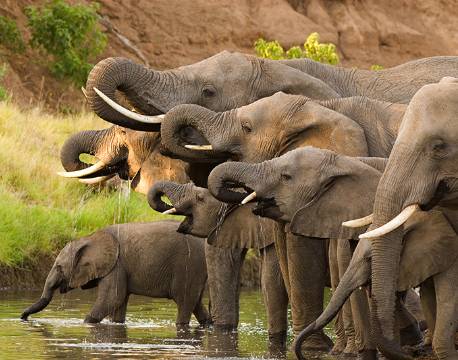 Elefanter drikker af et vandhul i Krüger National Park, Sydafrika africa tours